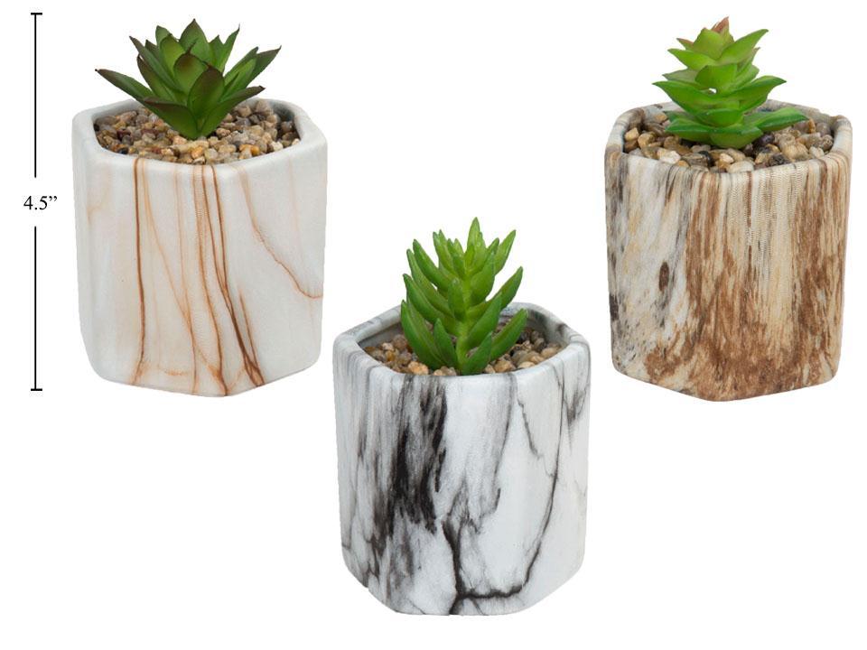 Country G. 3.5" Pentago Dolomite Succulent